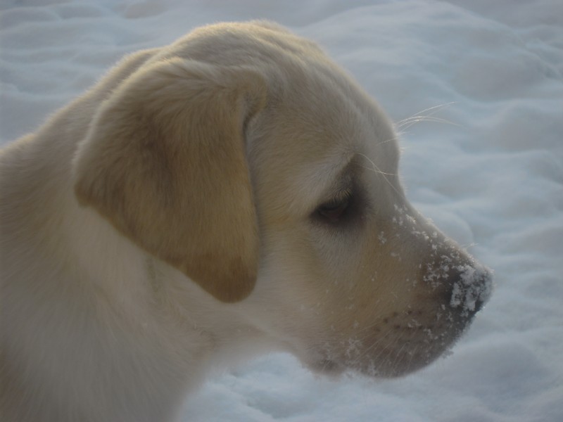 Bosco im Schnee 02 20.02.2013-1