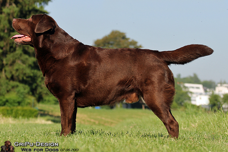 king fields dark puma stehend