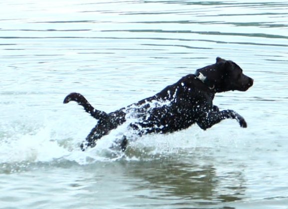 Emma im Wasser