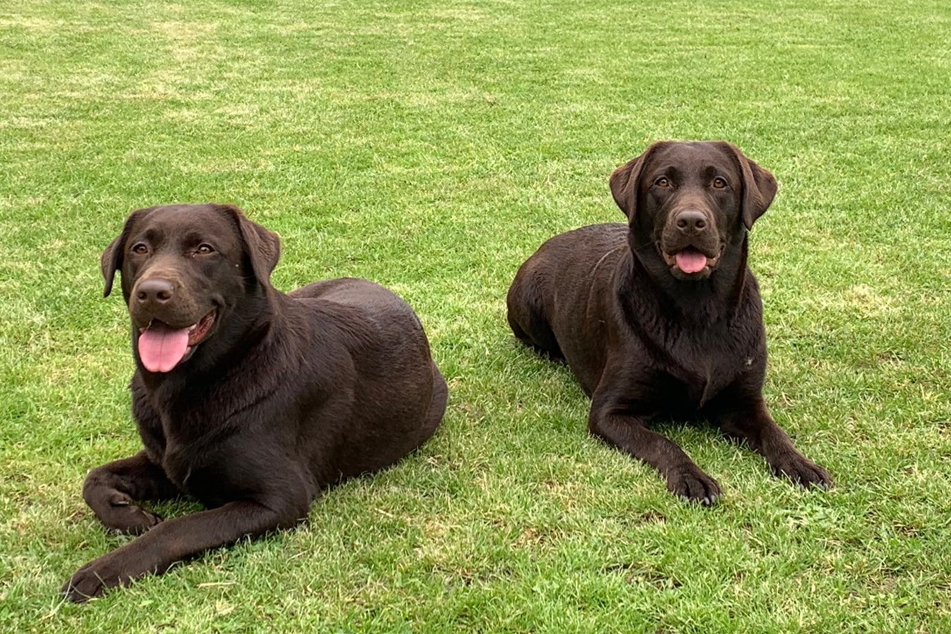 Frieda und Fiby Wesenstest 090619 bearb